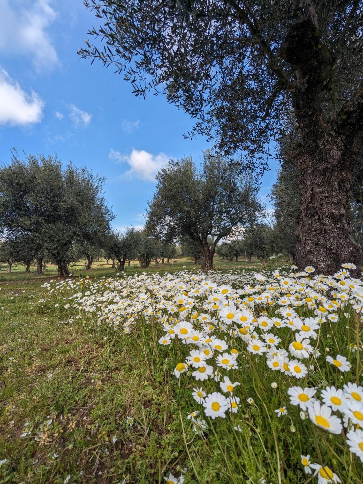 Anemochori Bungalows With Private Pools "Tales Of The Soul - Της Ψυχής Τα Παραμύθια" מראה חיצוני תמונה